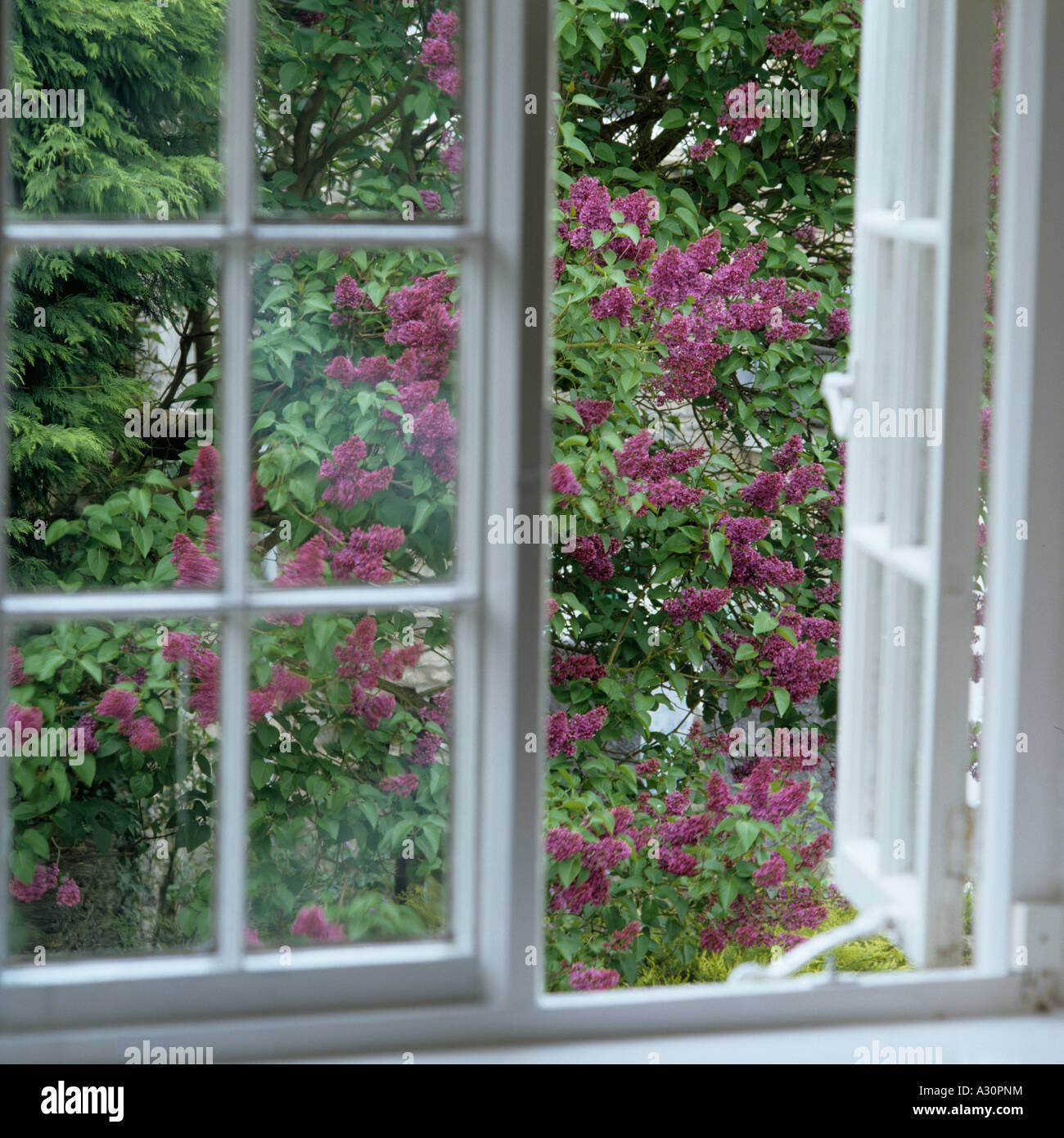 Open window to flowering buddleia in garden Stock Photo