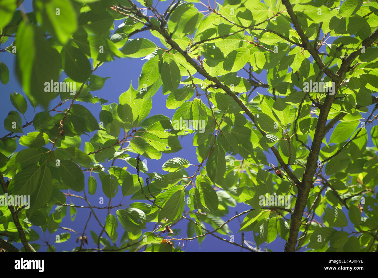 Bright leaves sky branches hi-res stock photography and images - Alamy