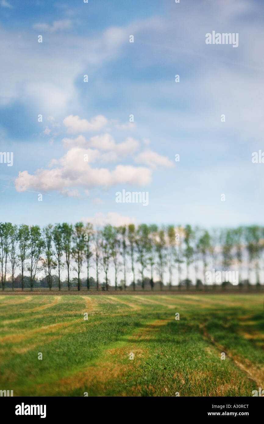 a line of trees Stock Photo - Alamy