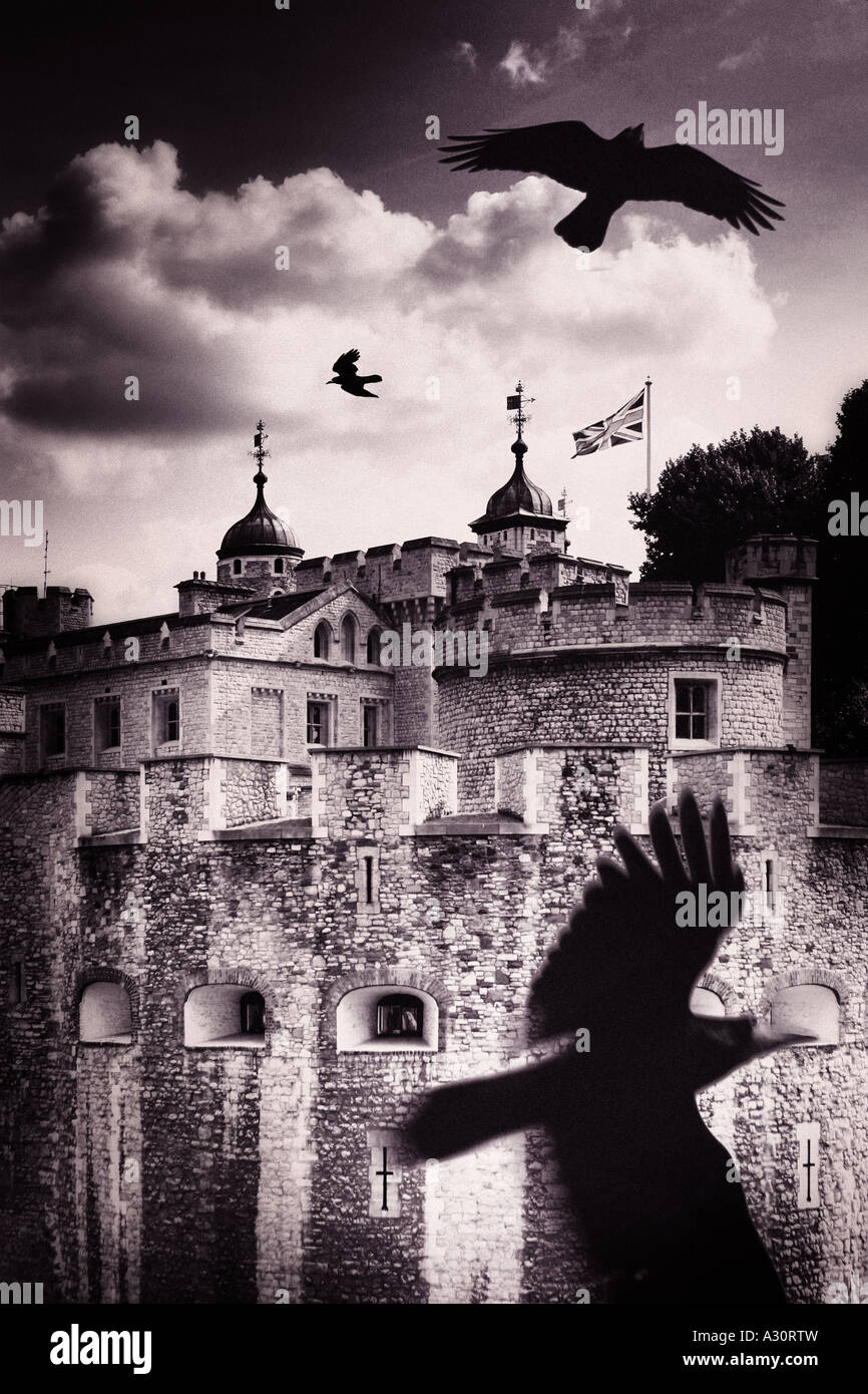 ravens flying around the tower of london Stock Photo