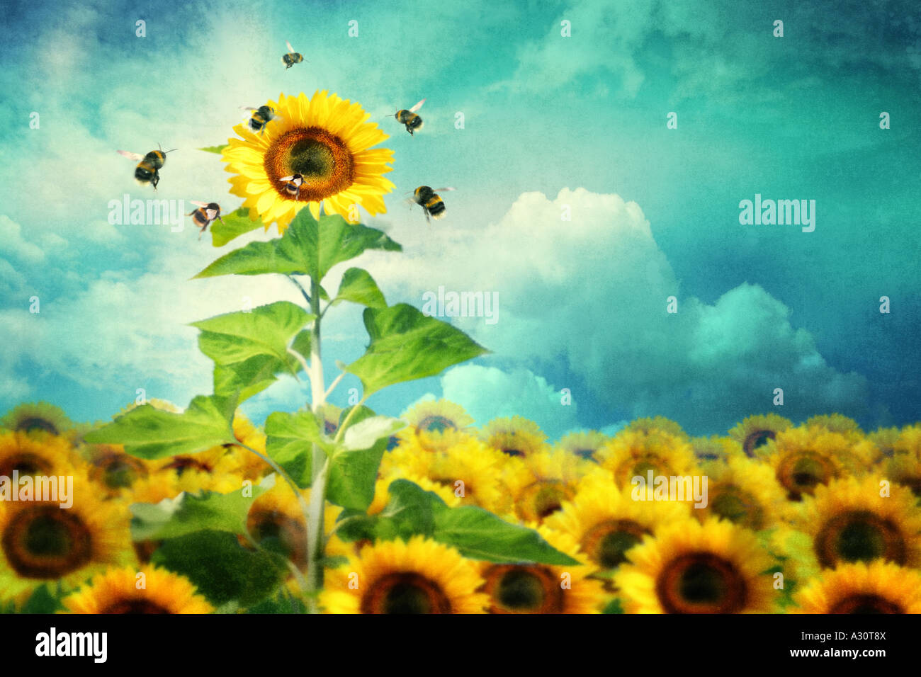 concept image of a tall sunflower standing out and attracting more bees Stock Photo