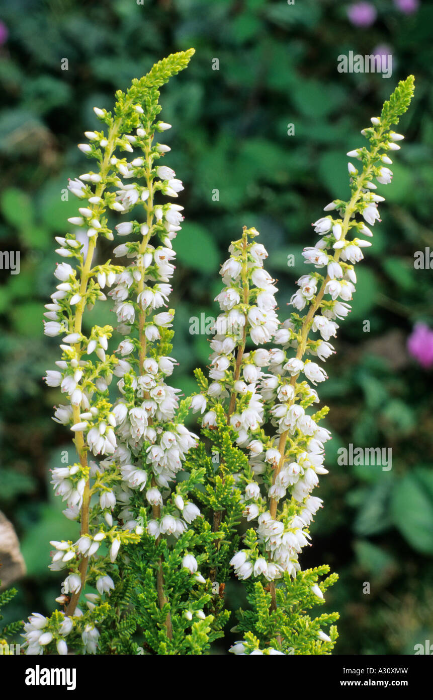 Calluna vulgaris Aurea heather Stock Photo