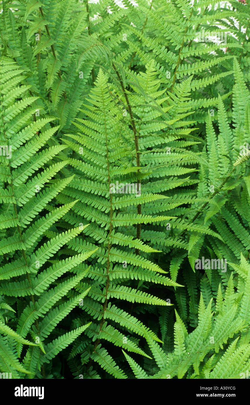 Dryopteris filix mas, fern, garden plant, foliage ferns Stock Photo
