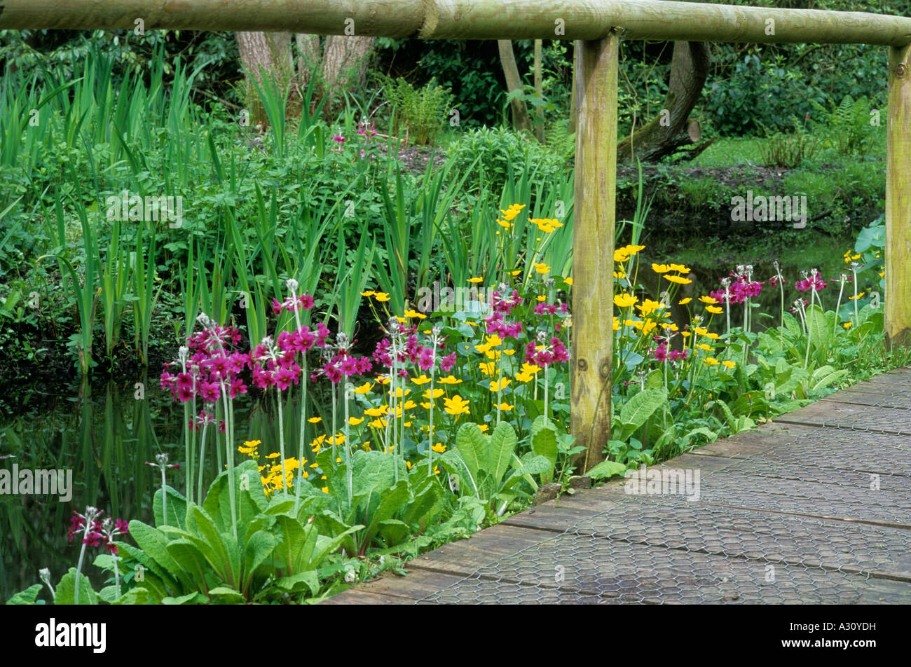 Fairhaven Water Gardens Norfolk Rustic wooden Bridge kingcups primula