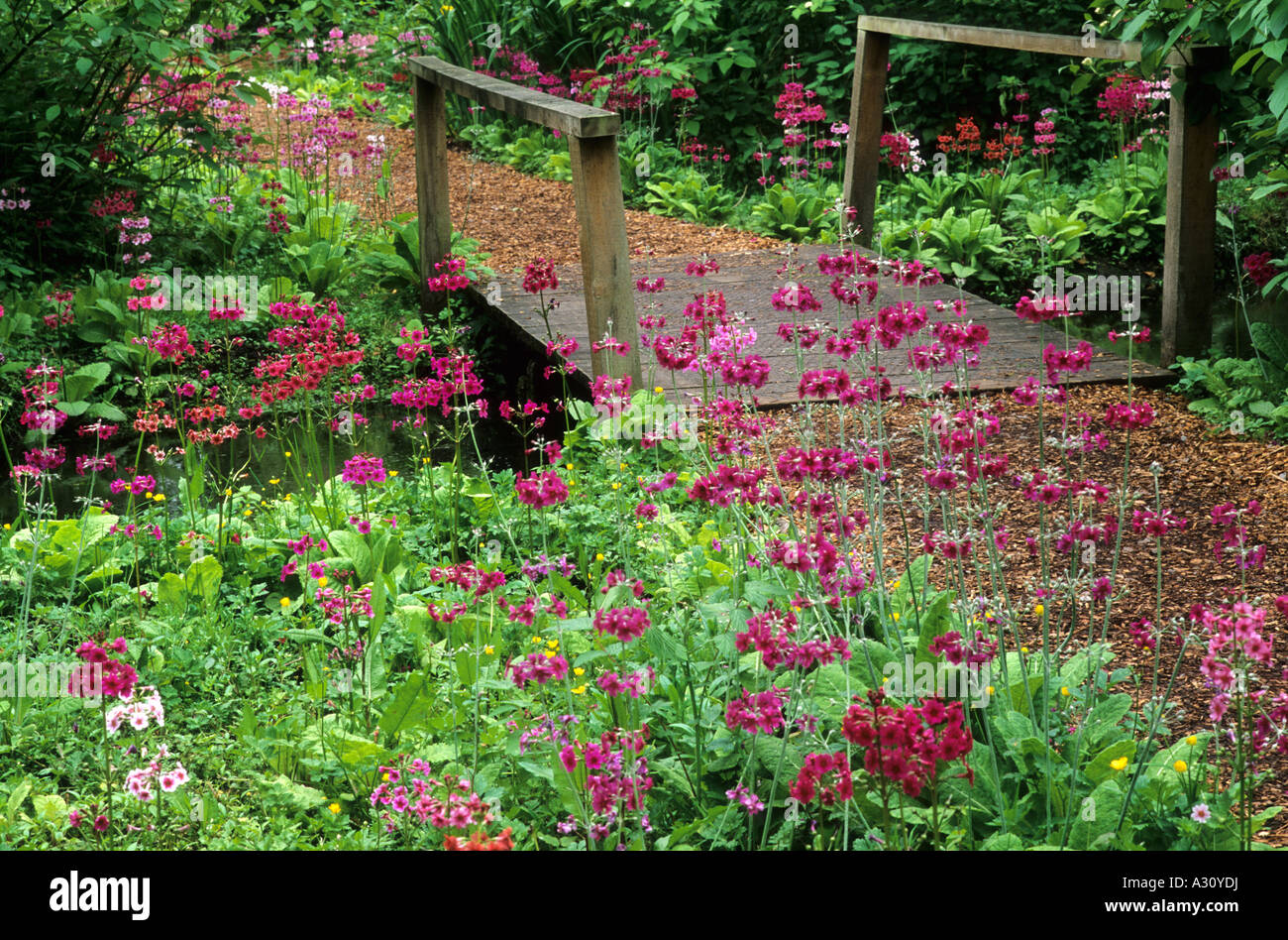 Fairhaven Water Gardens Norfolk Rustic Bridge primula bog marsh Spring