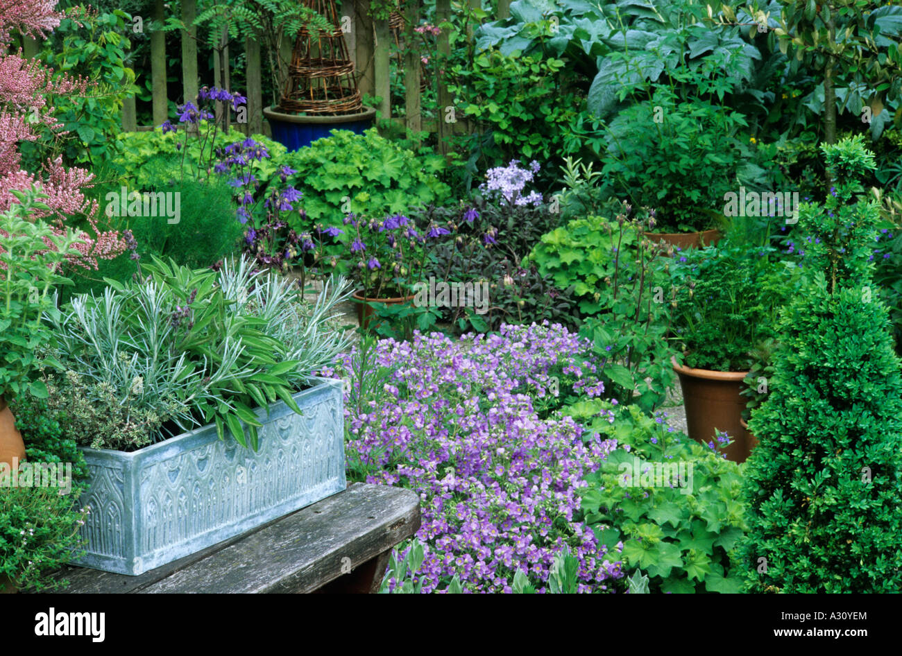 Herbs in blue pot table Polemonium Lambrook Mauve Stock Photo