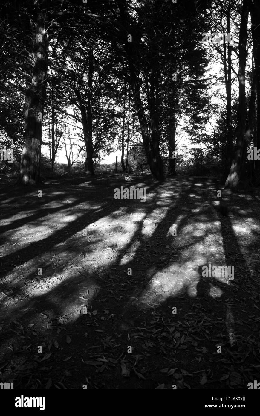Black and White Woodland Stock Photo Alamy
