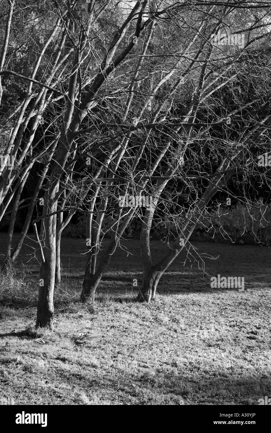 Black and White Trees Stock Photo Alamy