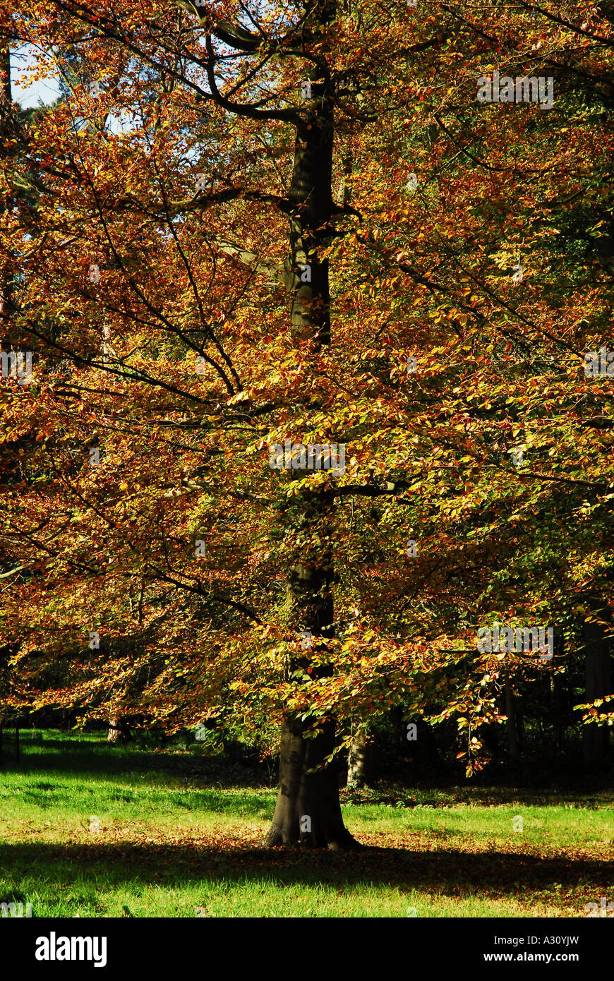 Trunk leaves autumn westonbirt hi-res stock photography and images - Alamy