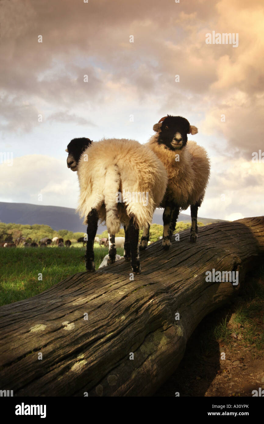 two black faced sheep stood on a fallen tree in the lake district Stock Photo