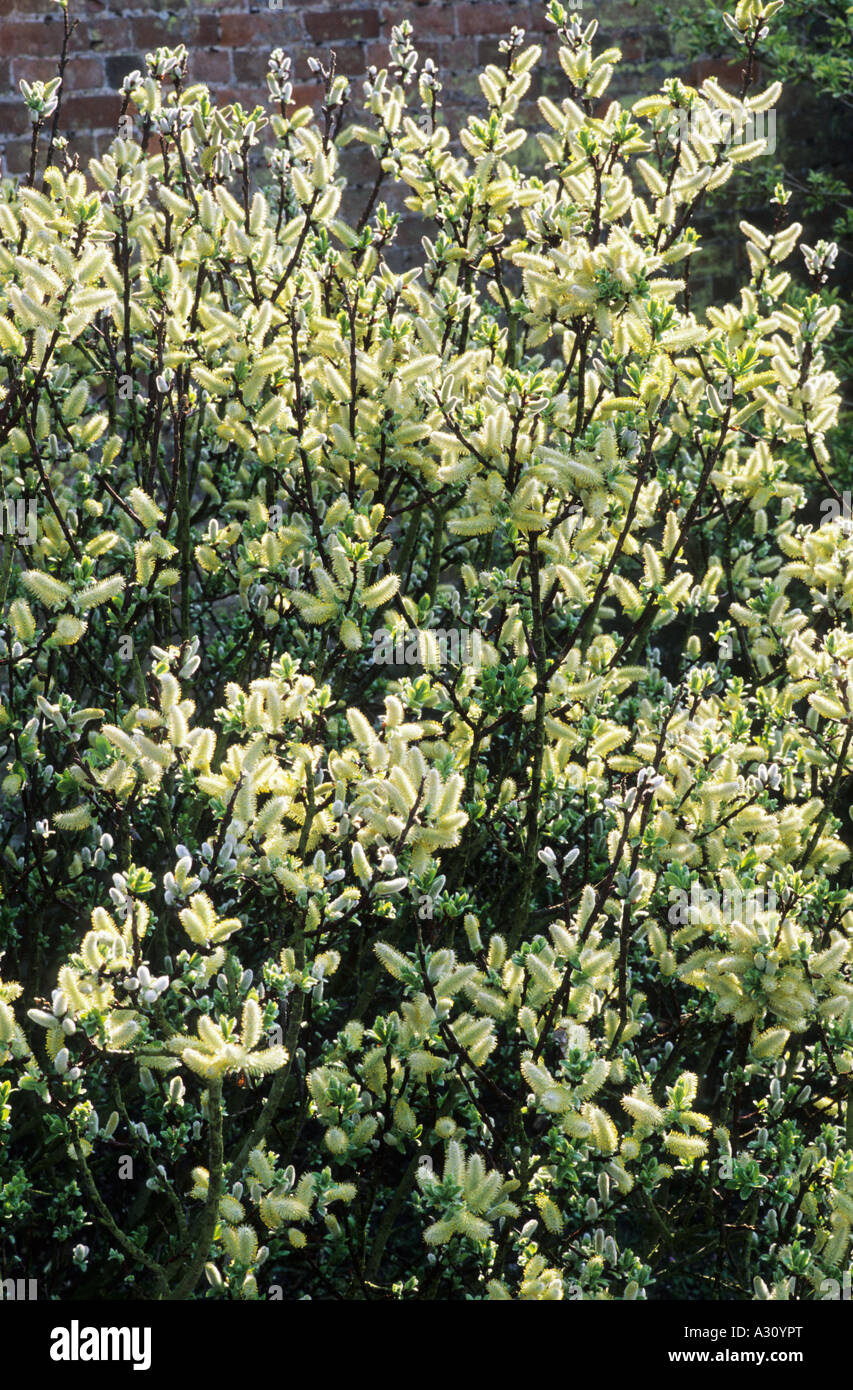 Salix hastata Wehrhahnii, willow, catkins, spring, garden plant plants, willows, flower flowers Stock Photo