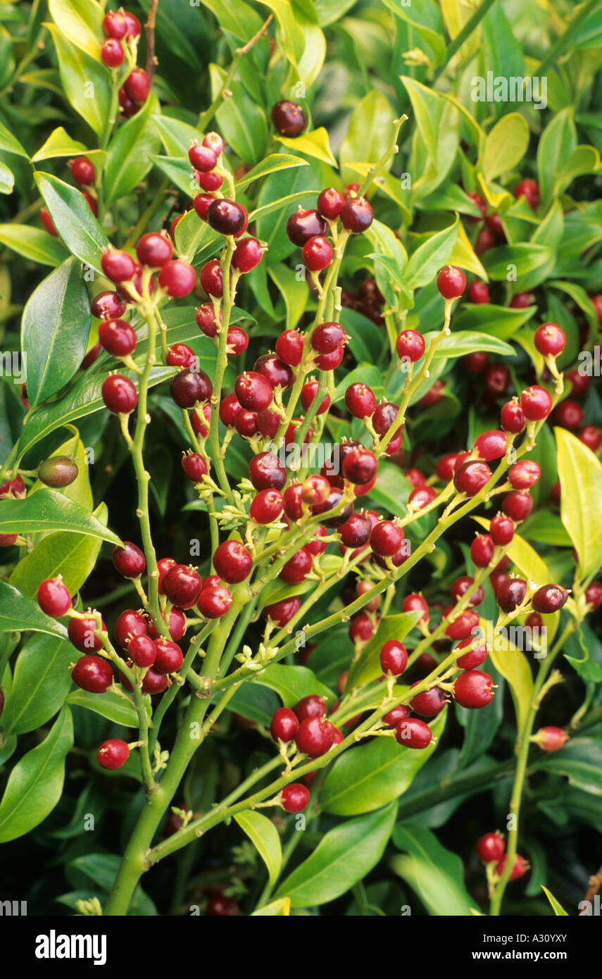 Sarcococca confusa Winter red berries  February , Christmas box, fragrant winter garden plant, red berries Stock Photo