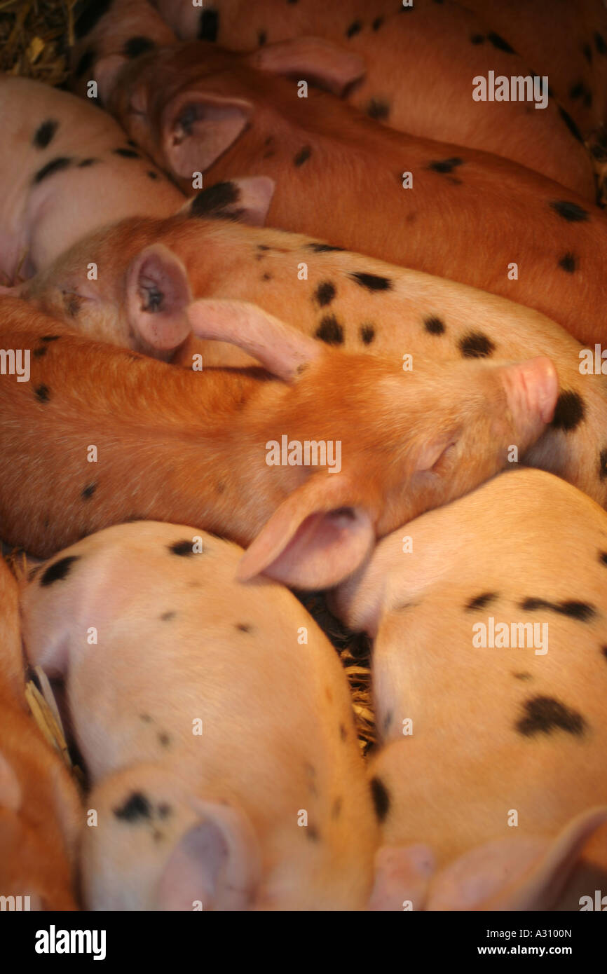 piglets keeping warm togethr in a sty Stock Photo