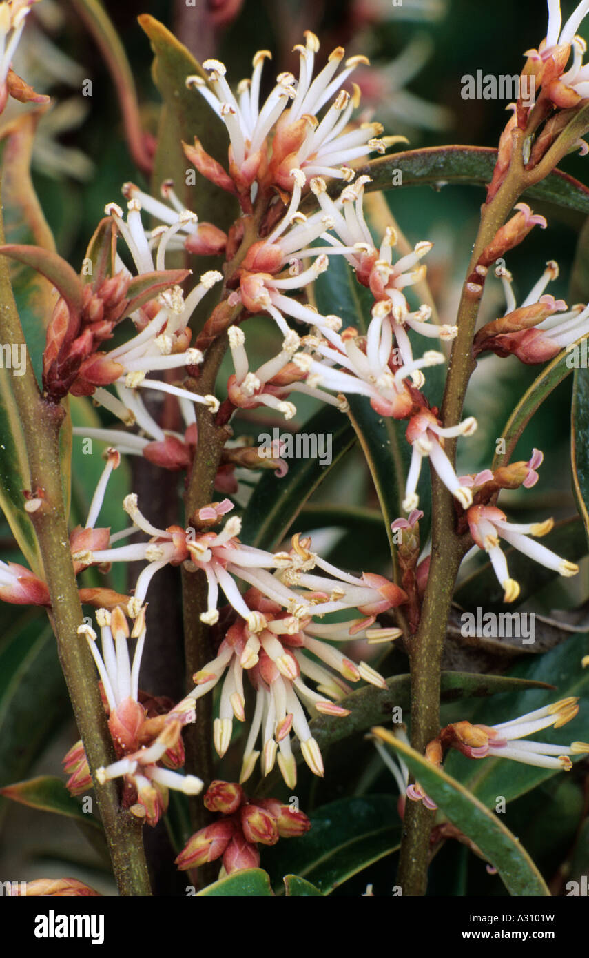 Sarcococca hookeriana Purple Stem January Stock Photo