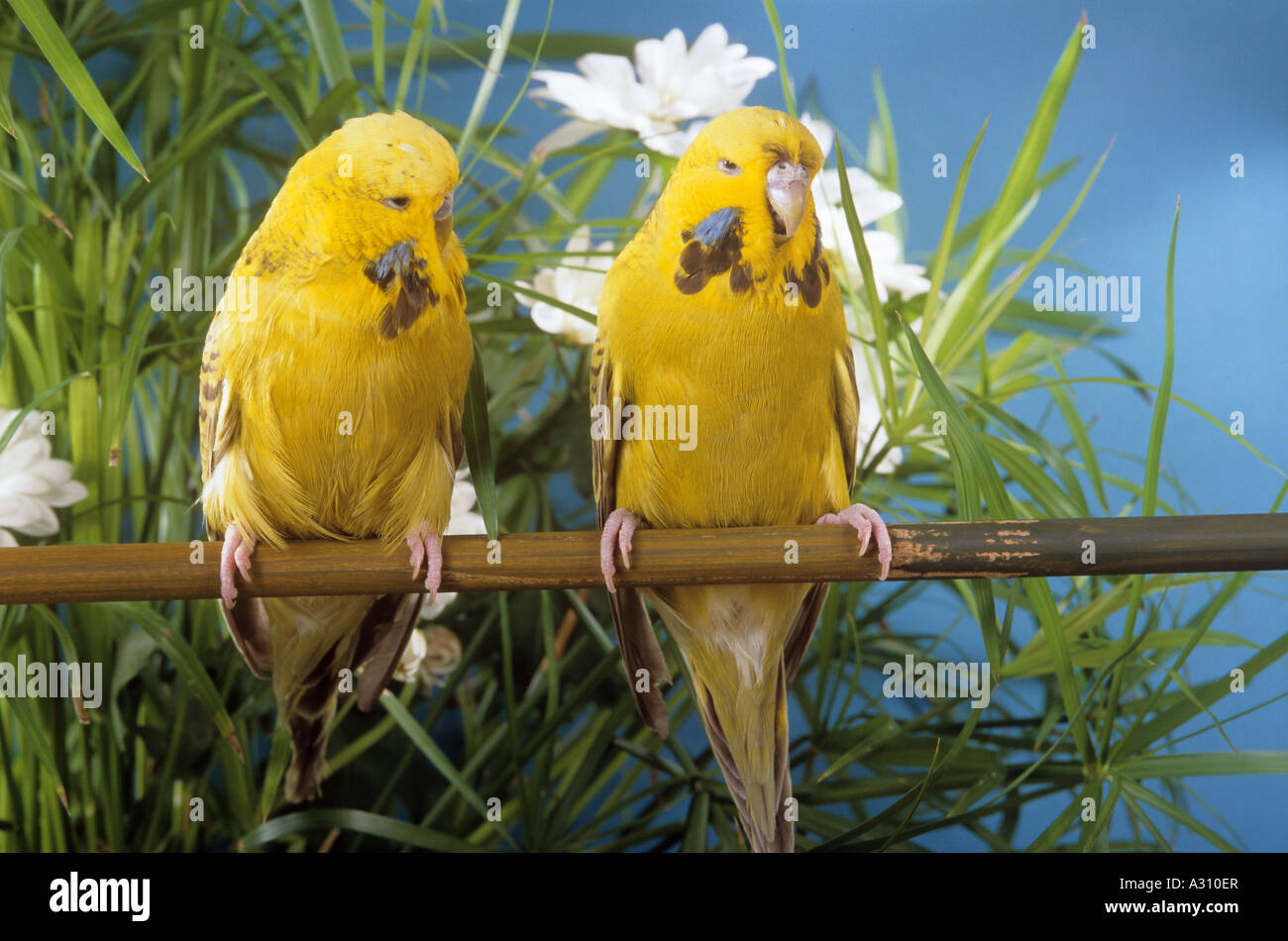 two budgerigars on branch / Melopsittacus undulatus Stock Photo