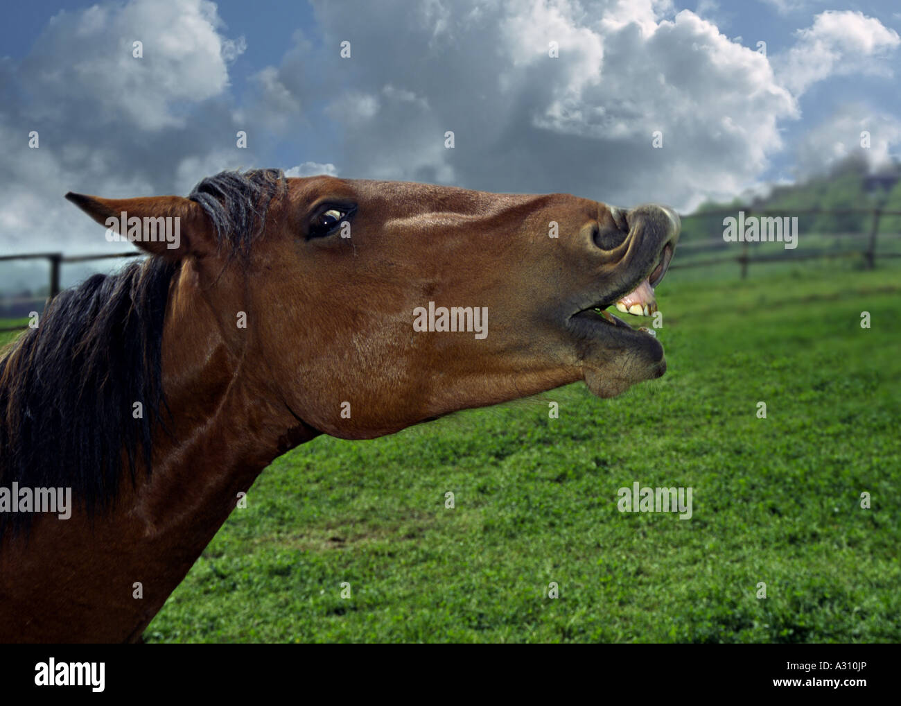 horse - neighing Stock Photo