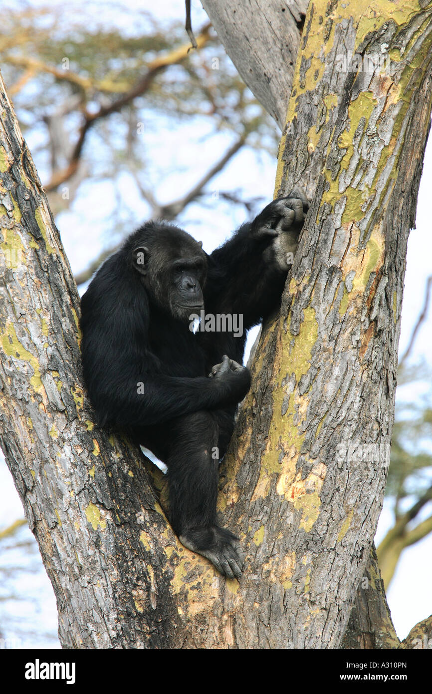 savanna chimpanzee - on tree / Pan troglodytes Stock Photo