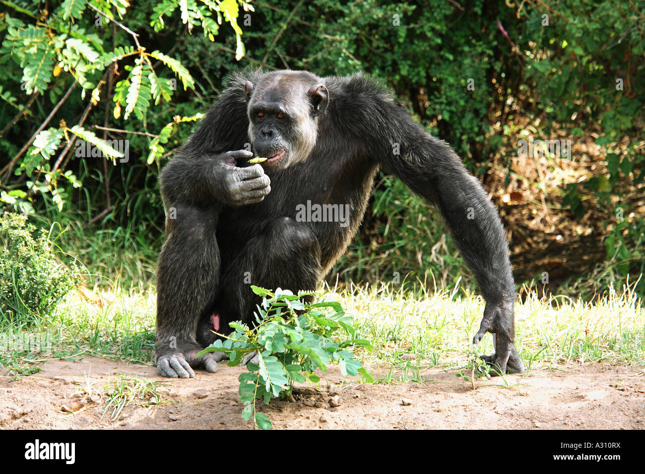 savanna chimpanzee - munching / Pan troglodytes Stock Photo