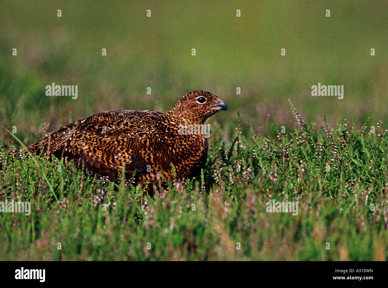 red grouse - in heath / Lagopus lagopus scotica Stock Photo