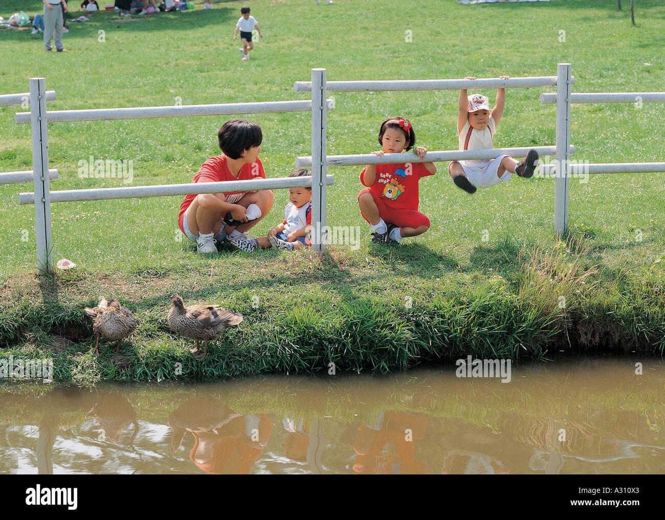 Picnic,Park,Parkland,Duck,Pond,Waterhole,Tidal Poo Stock Photo