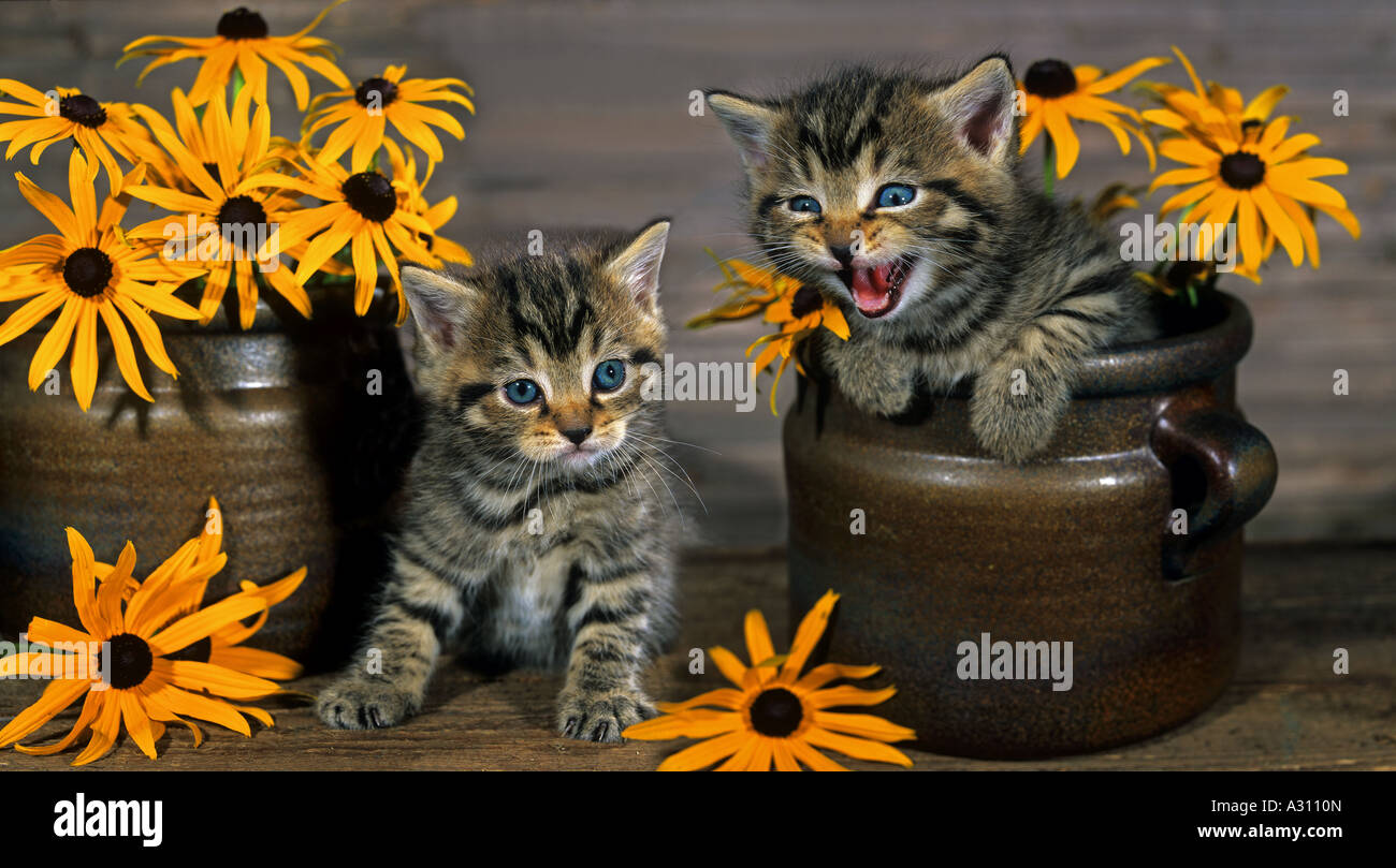 two kittens - between flowers Stock Photo