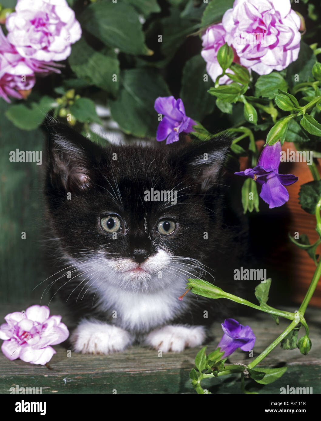 kitten between flowers Stock Photo