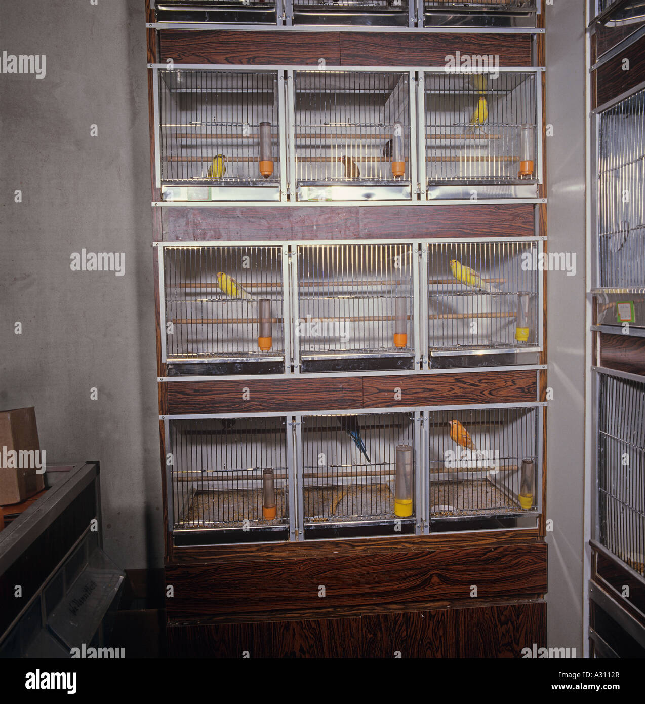 pet shop cages with ornamental birds Stock Photo Alamy