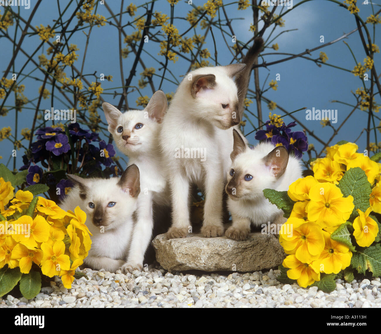 four young Siamese cats between primroses Stock Photo
