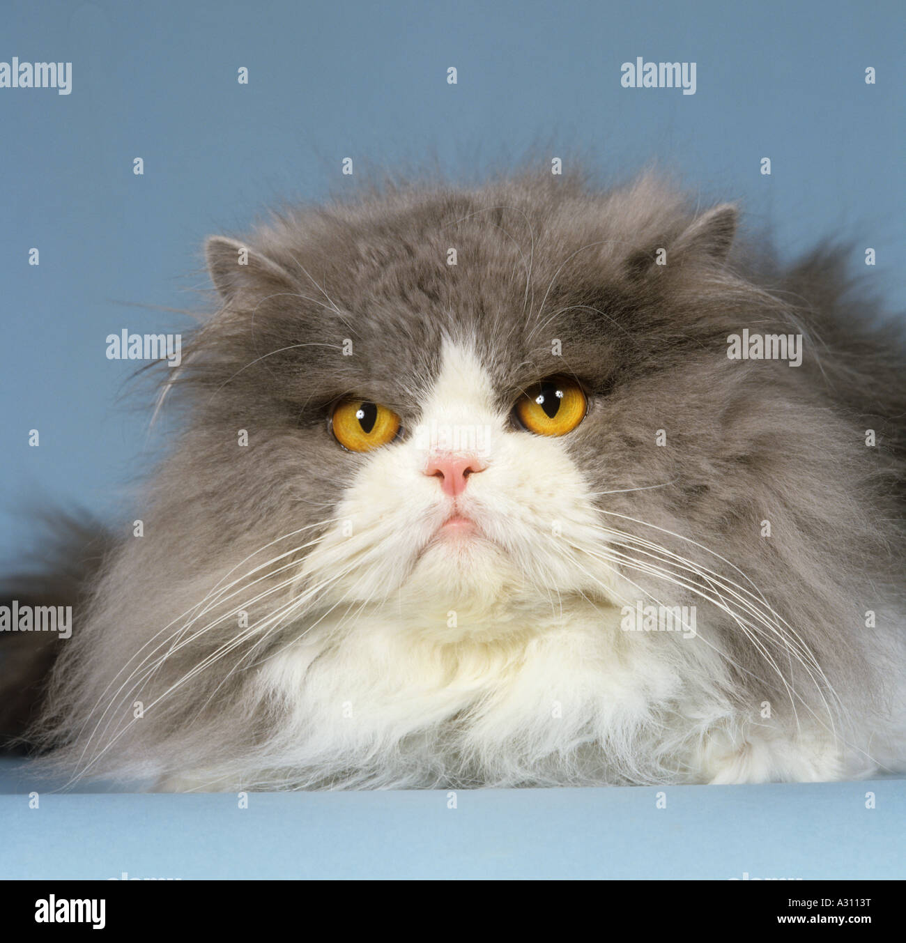 Persian cat - portrait - cut out Stock Photo - Alamy