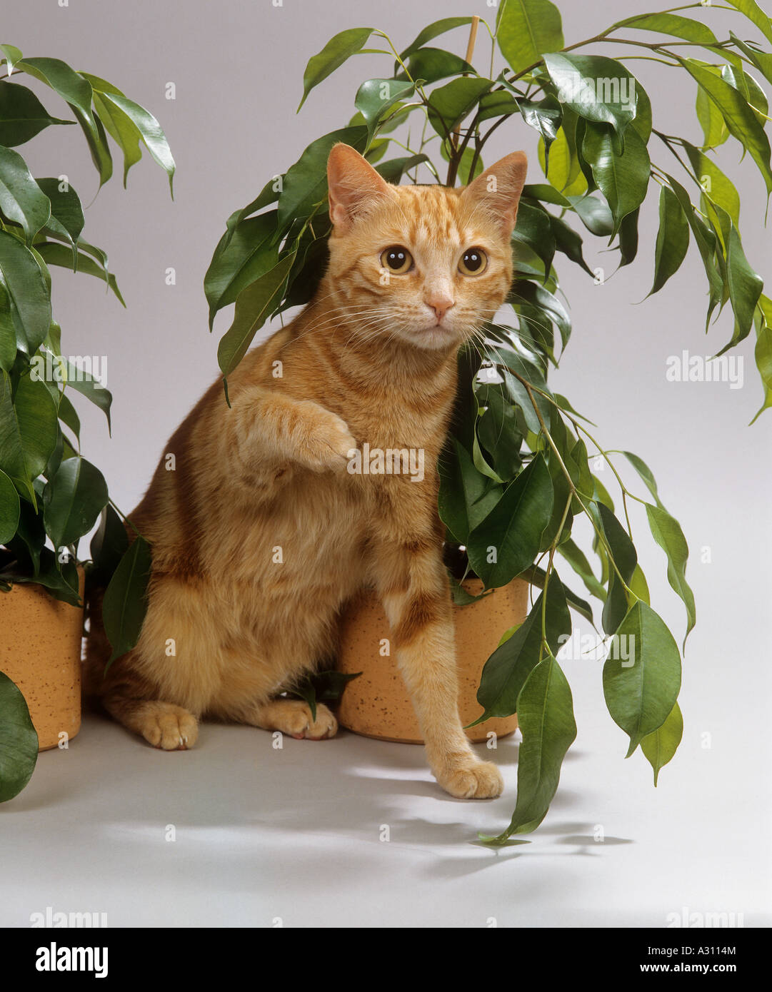 domestic cat sitting lifting paw Stock Photo Alamy