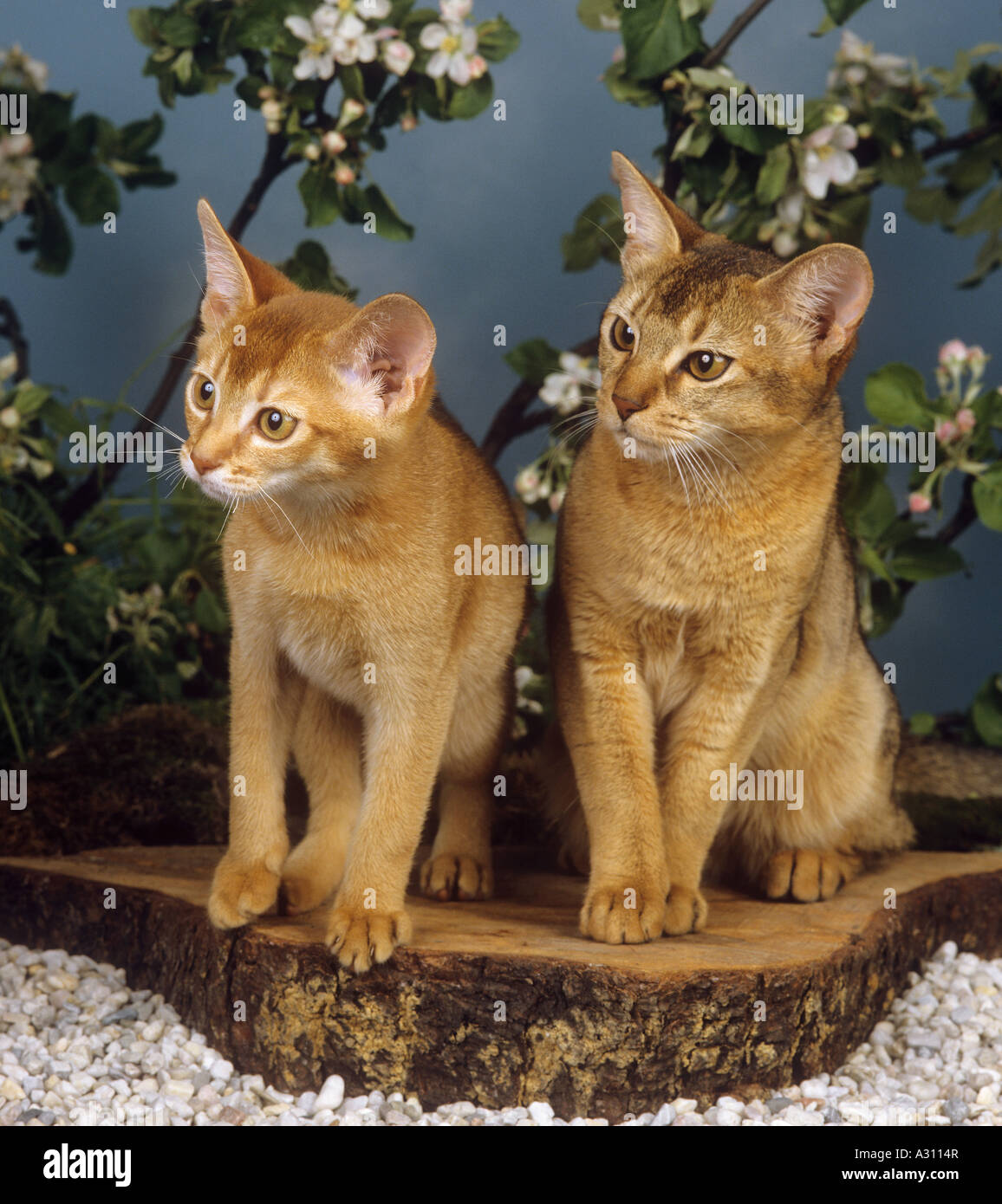 two Abyssinian cats Stock Photo