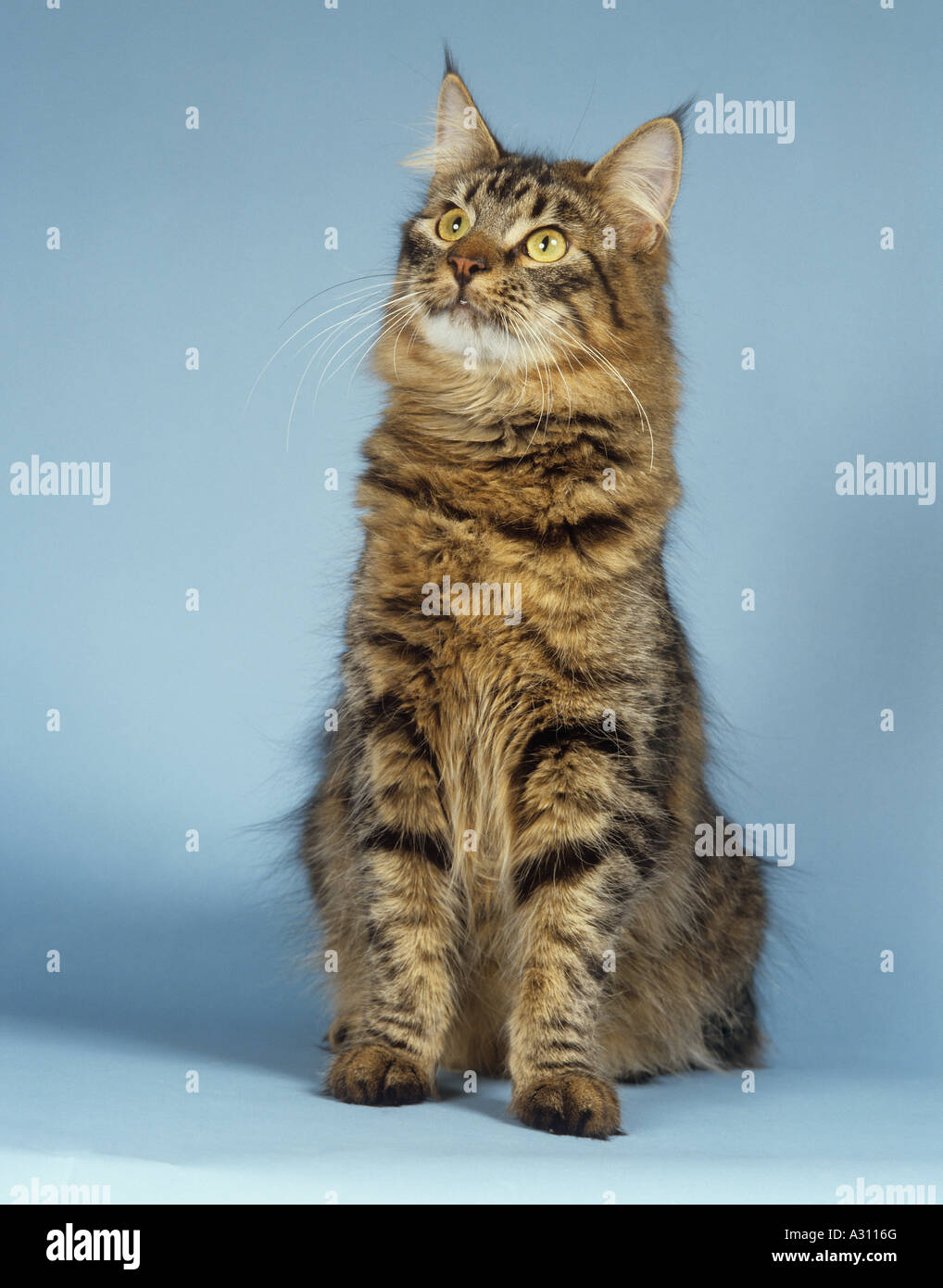 Norwegian forest cat - sitting - cut out Stock Photo