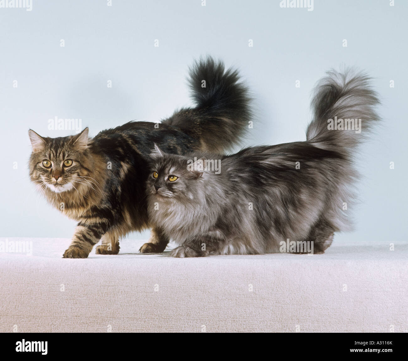 two Norwegian forest cats - cut out Stock Photo
