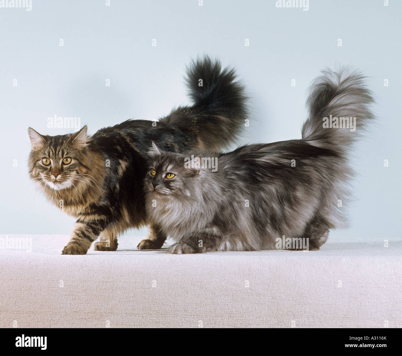 two Norwegian forest cats cut out Stock Photo Alamy