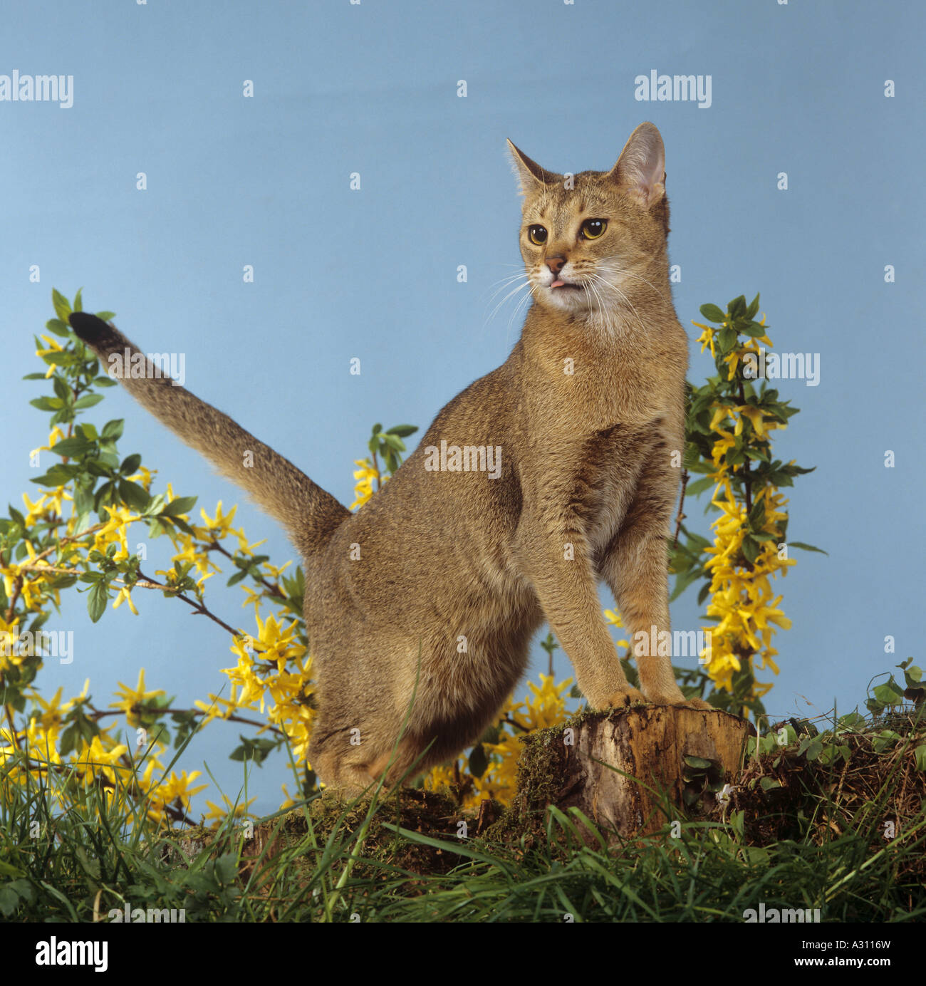 Abyssinian cat - standing in front of flowers Stock Photo