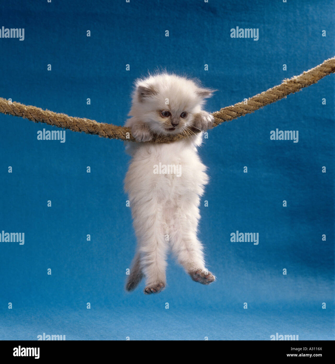 Colourpoint kitten  hanging on rope Stock Photo