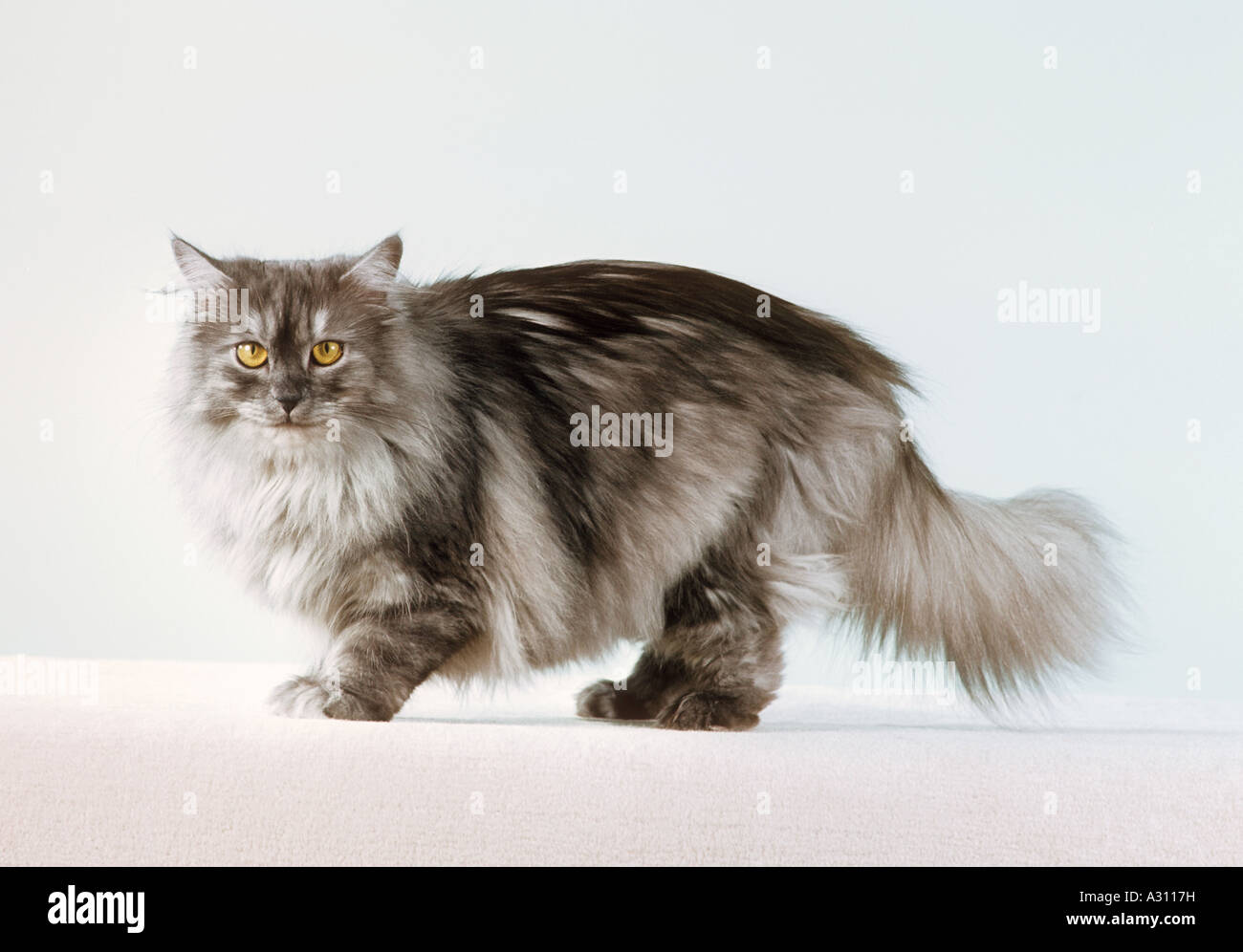 Norwegian forest cat - standing - cut out Stock Photo