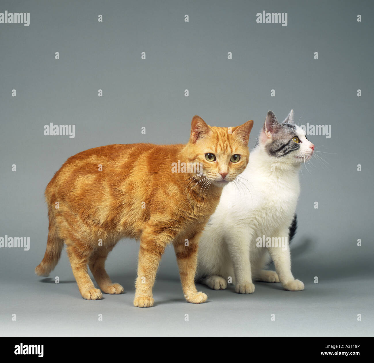 two domestic cats - cut out Stock Photo