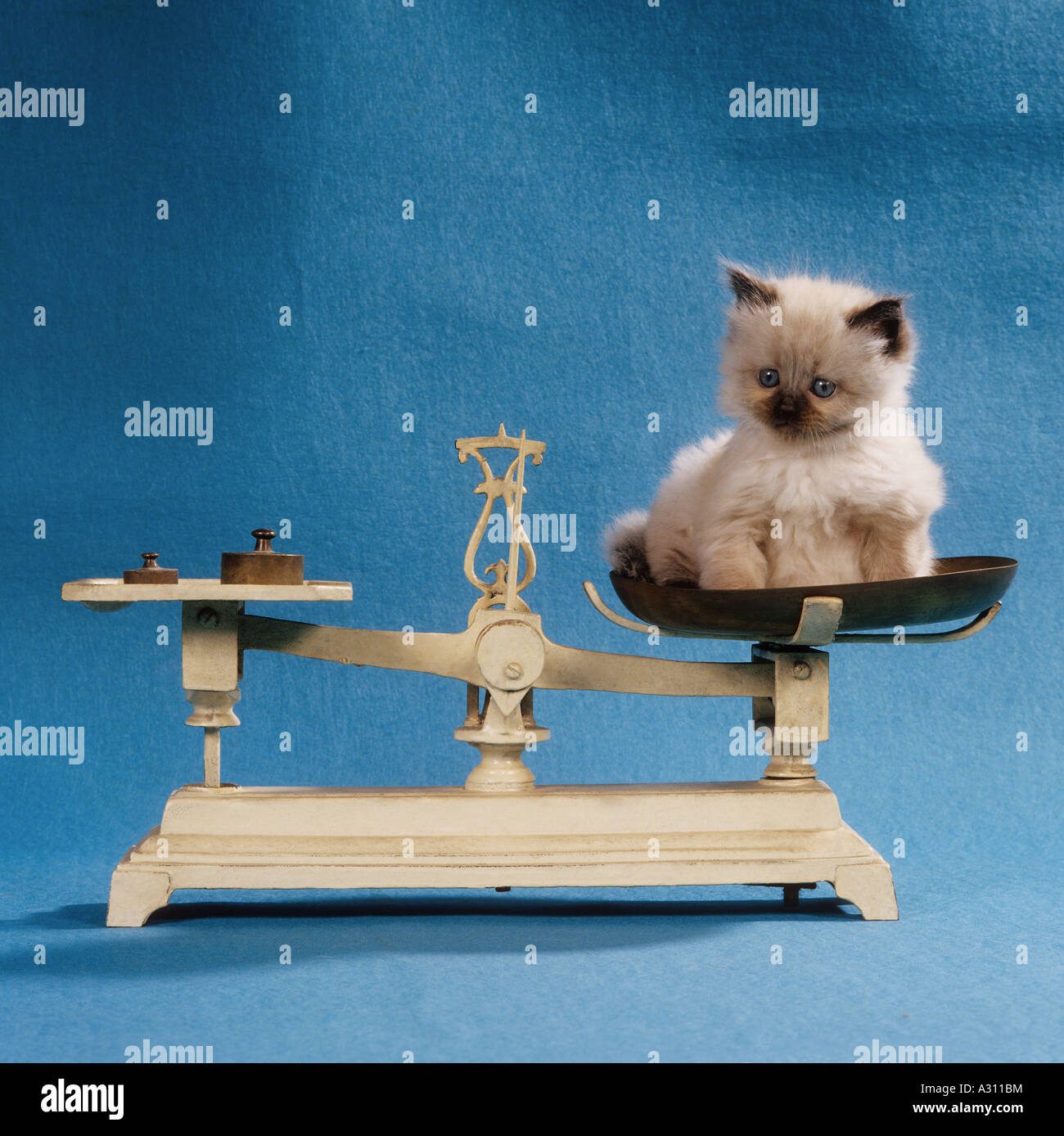 kitten is being weighed Stock Photo - Alamy