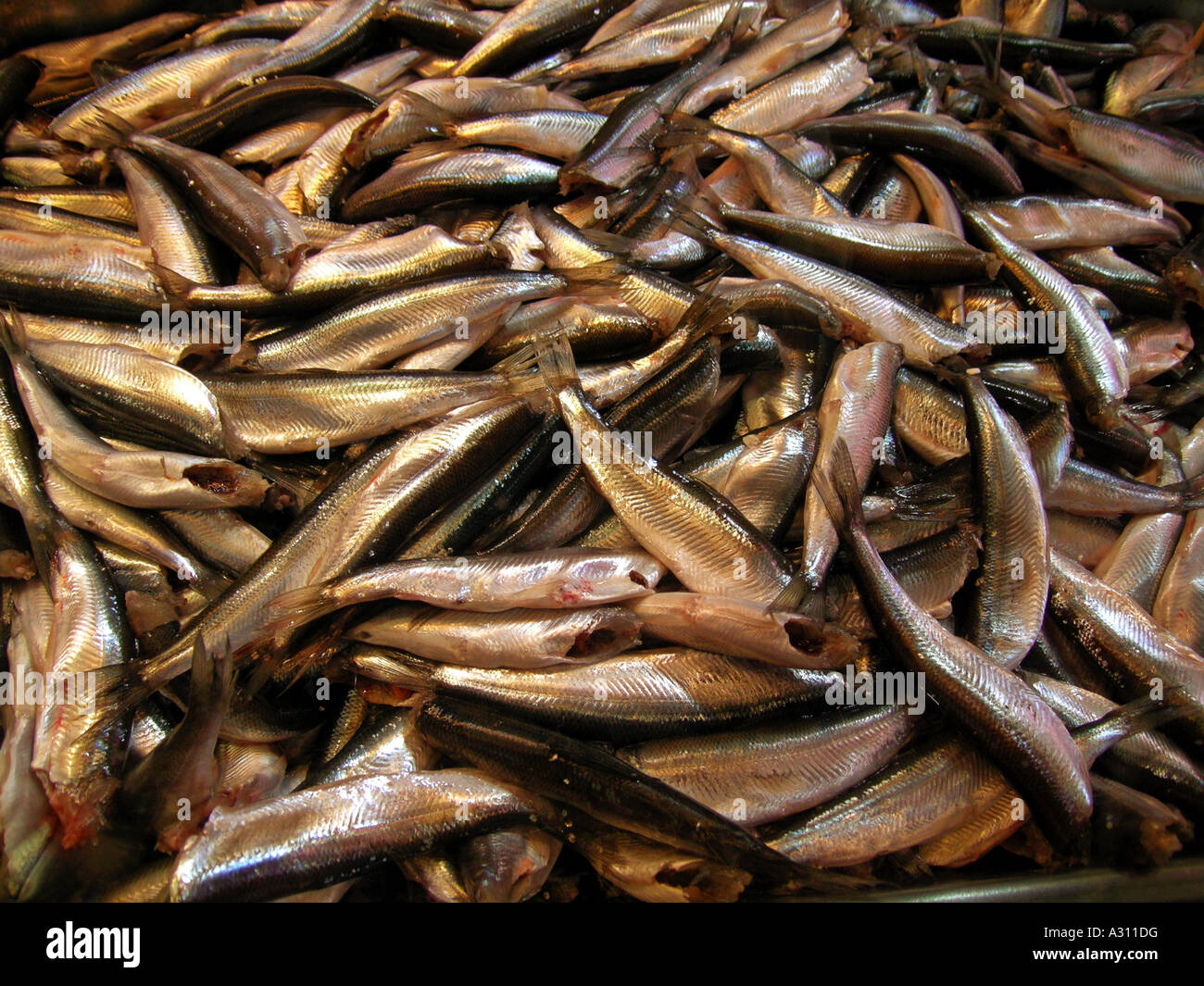 Baltic herring Stock Photo