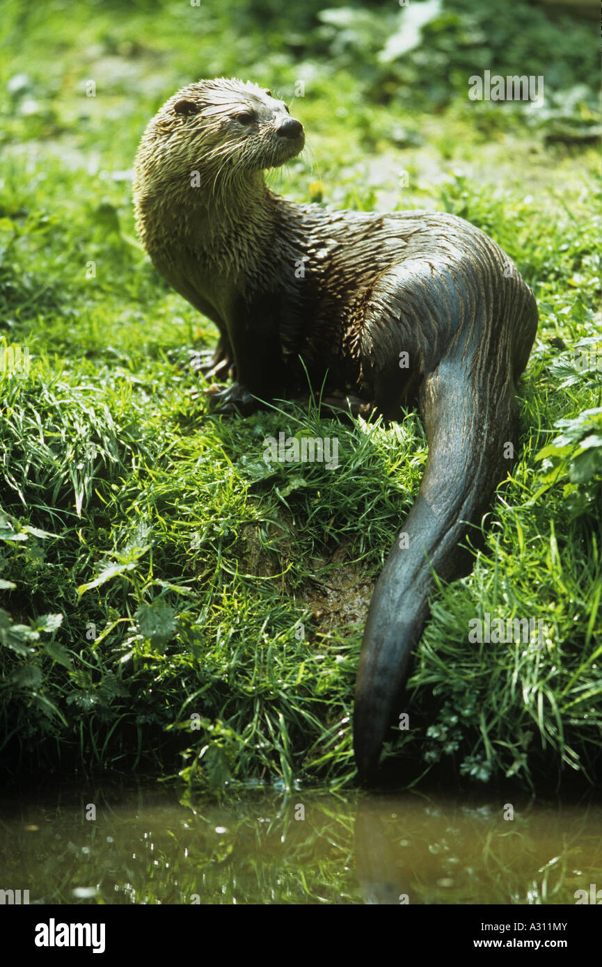 river otter - at the shore / Lutrinae Stock Photo