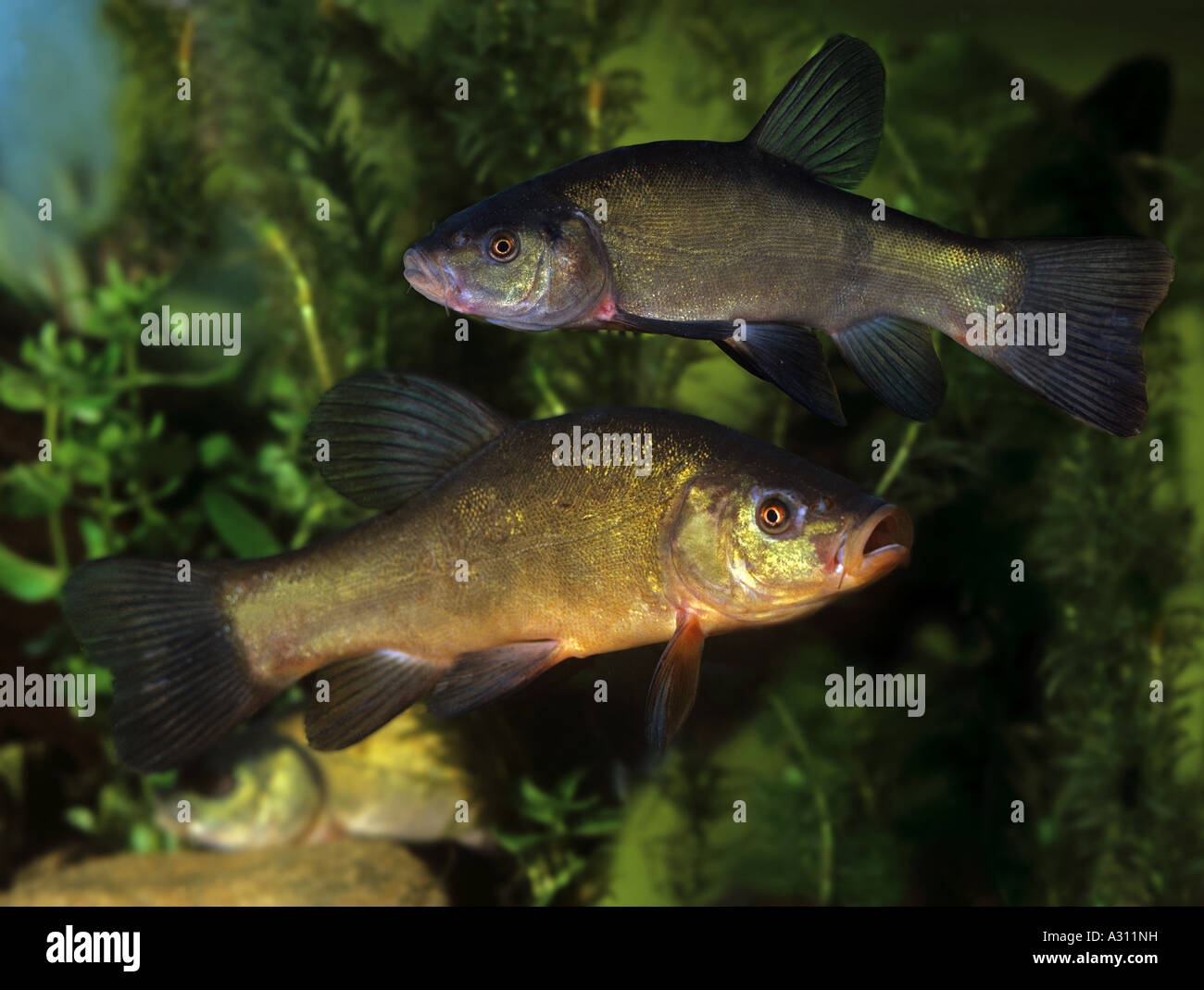 2 tench hi-res stock photography and images - Alamy