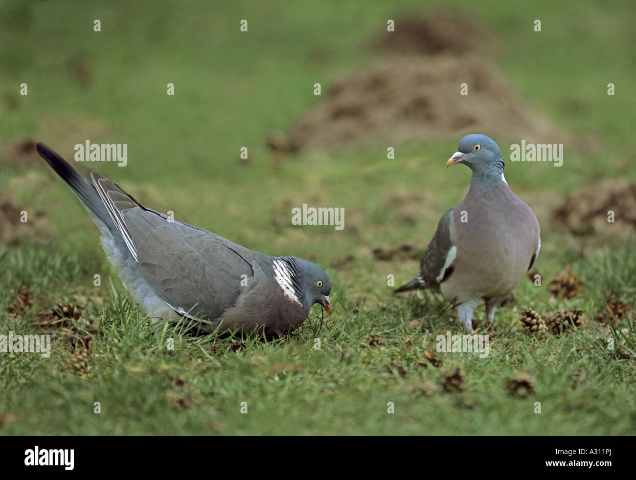 wood pigeons - mating / Columba palumbus Stock Photo