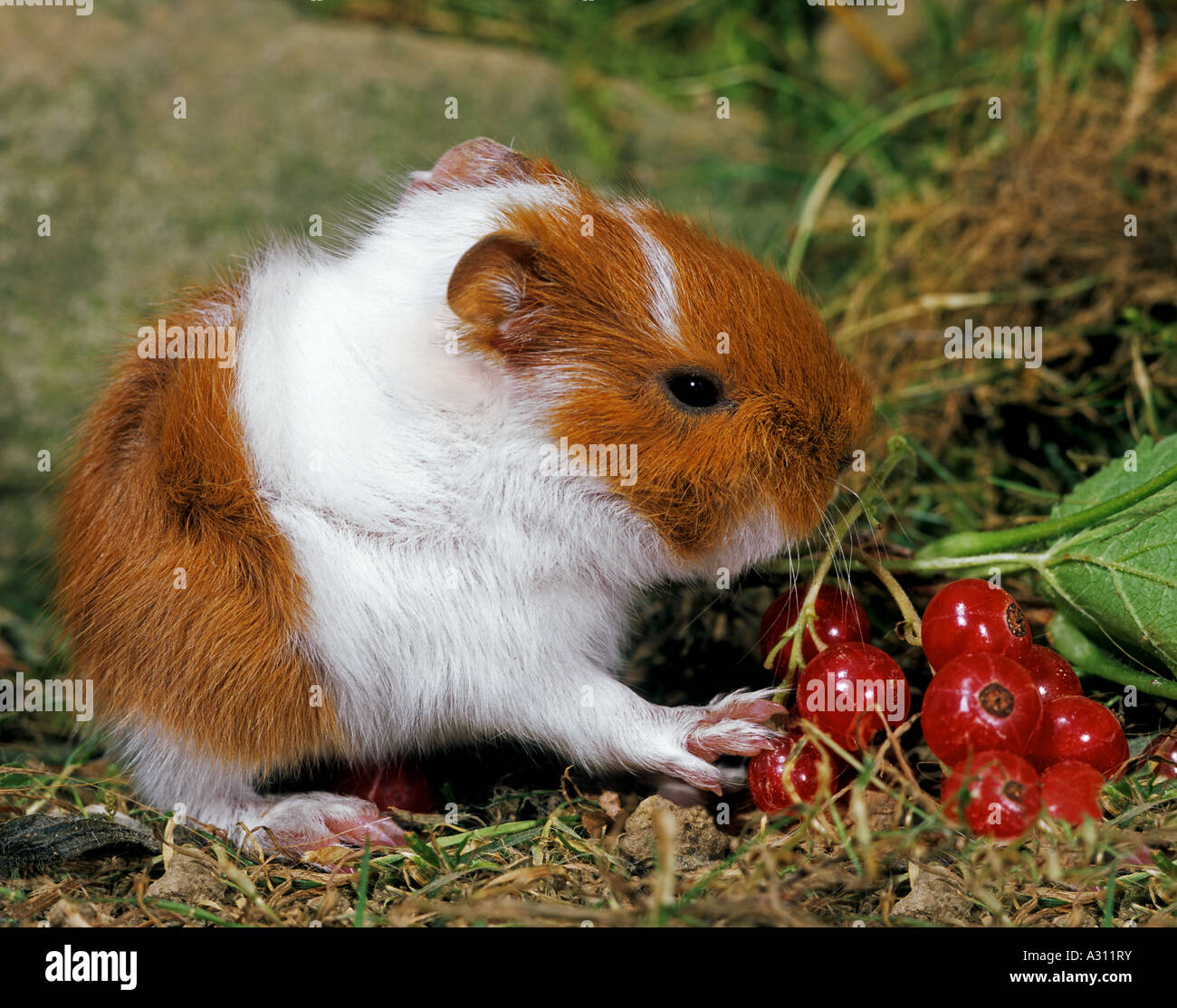 guinea pig - cub Stock Photo