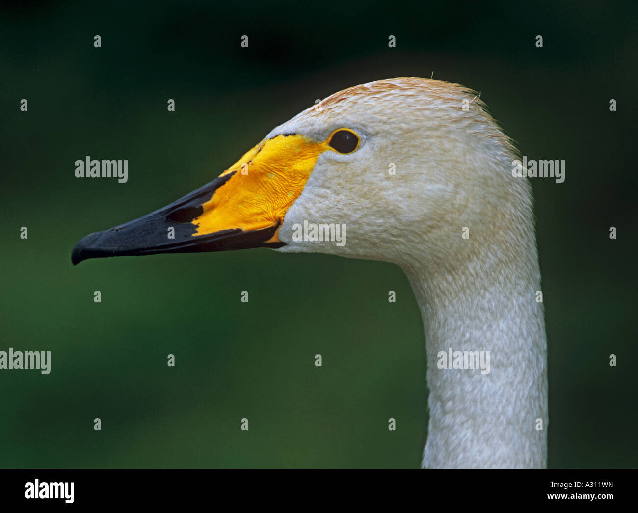 whooper swan - portrait / Cygnus cygnus Stock Photo