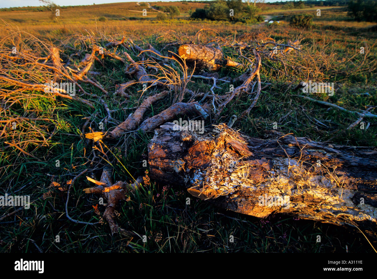 Felled trees on Crab Tree Earth New Forest Hampshire England UK Stock Photo