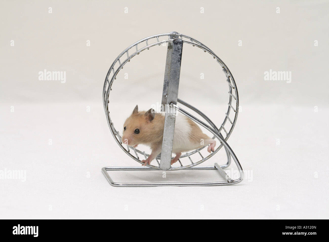 Running wheel sales for hamster