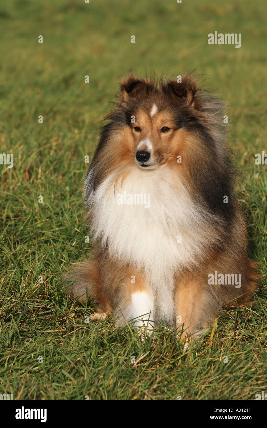 Sheltie - sitting on meadow Stock Photo - Alamy