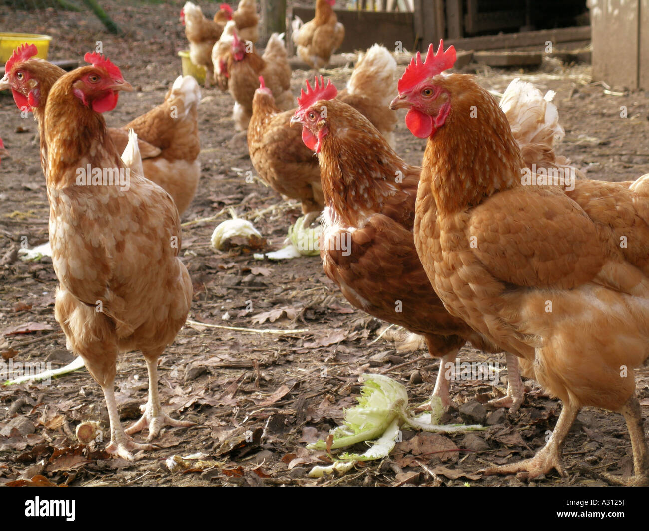 Domestic Chicken. (Gallus gallus domesticus). Hens in a chicken run. Germany Stock Photo