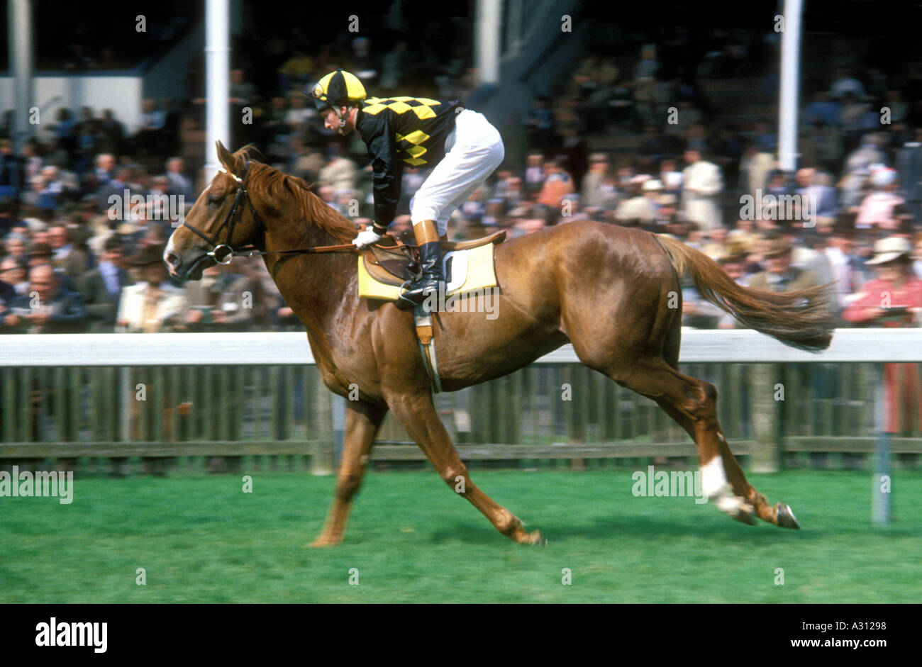 Vintage late 1970s Newmarket horseracing horse and jockey going to start  Stock Photo